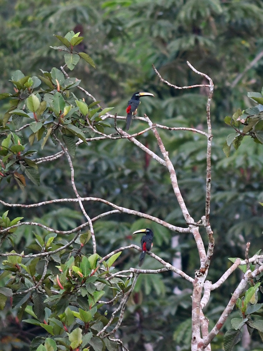 Many-banded Aracari - Joshua Vandermeulen