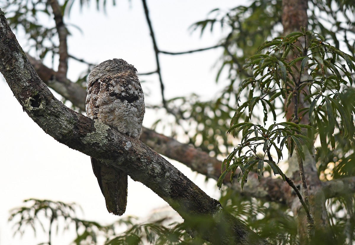 Great Potoo - ML150010561