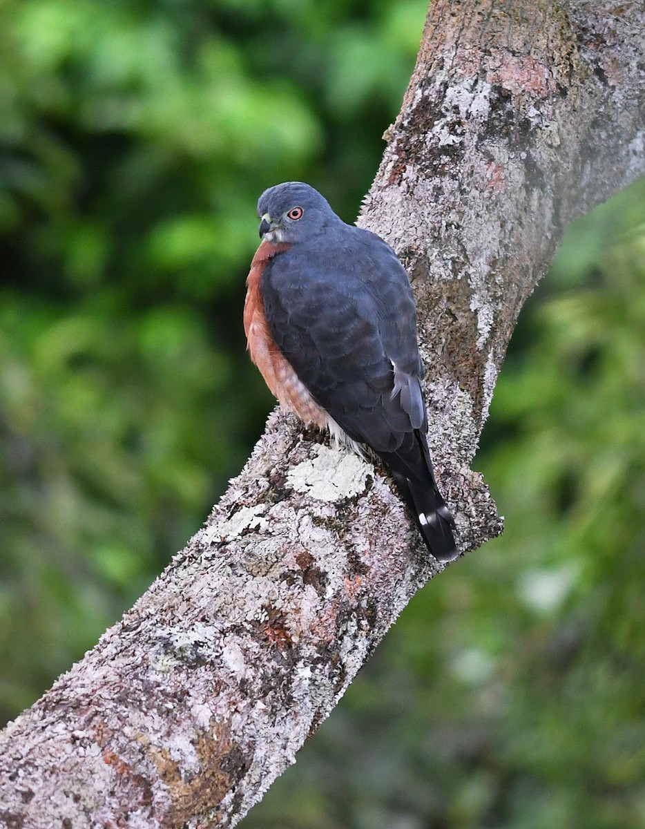 Double-toothed Kite - ML150010641