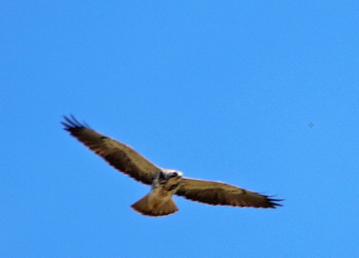 Swainson's Hawk - ML150010721