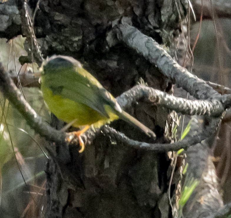 Phylloscopus sp. (Golden-spectacled Warbler complex) - ML150010961