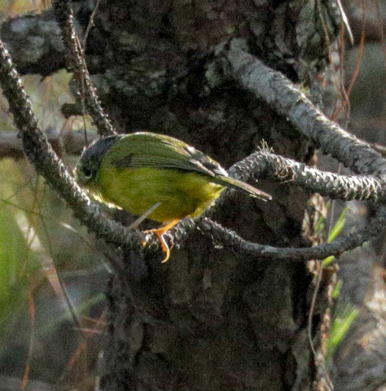 Phylloscopus sp. (Golden-spectacled Warbler complex) - Susan Mac