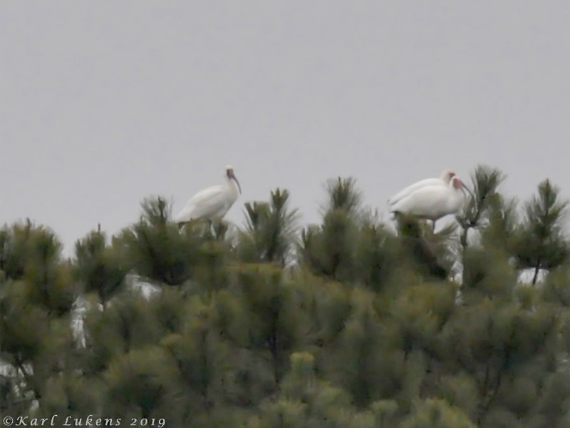 White Ibis - ML150012611