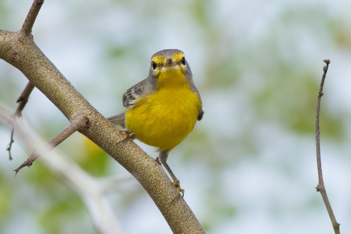 Barbuda Warbler - Jeff Gerbracht