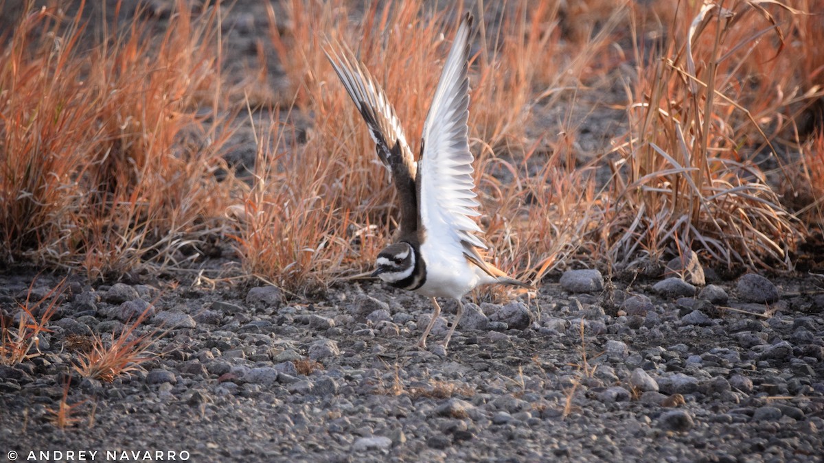 Killdeer - Andrey Navarro Brenes