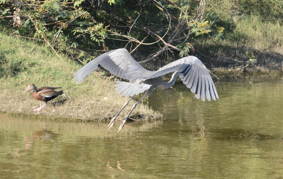 Great Blue Heron - ML150018001