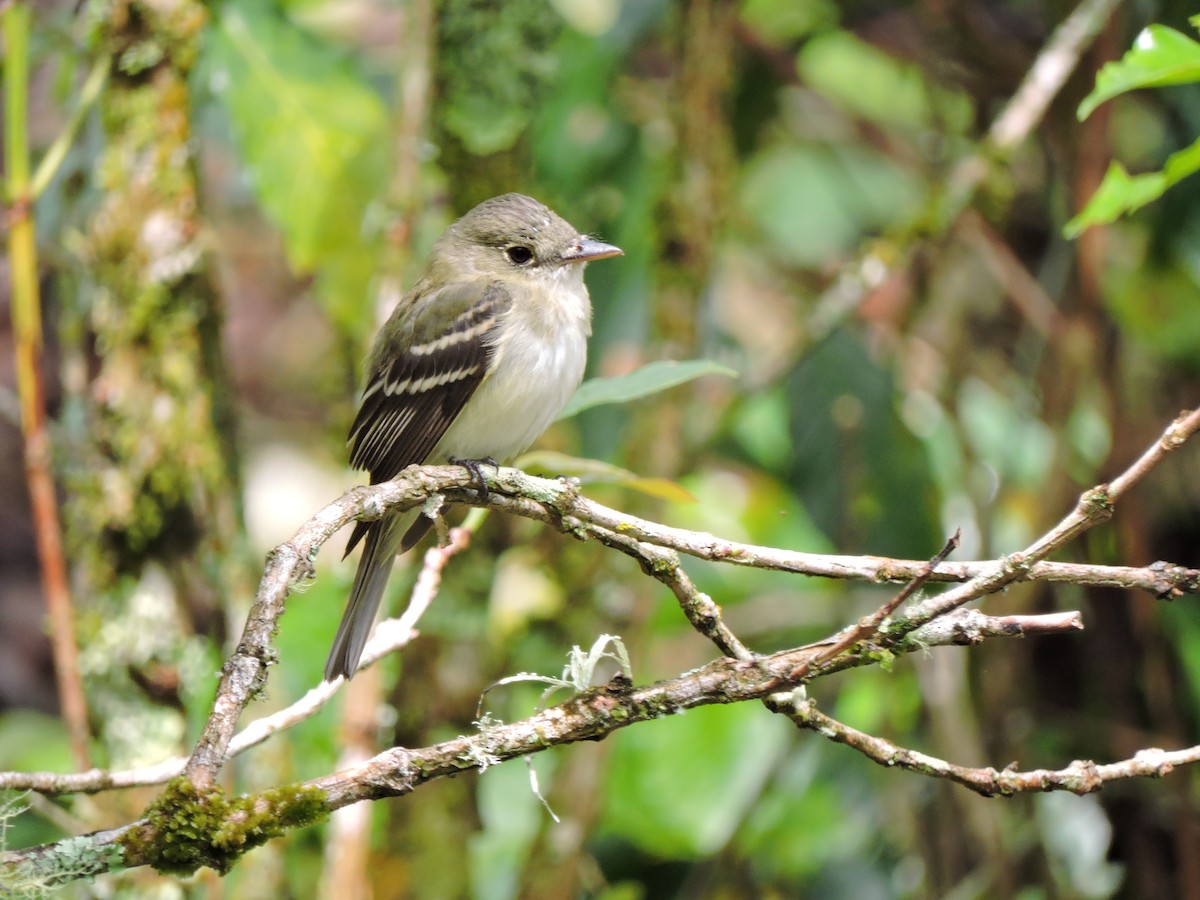 Acadian Flycatcher - ML150018741