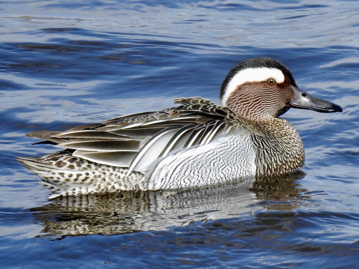 Garganey - ML150021041