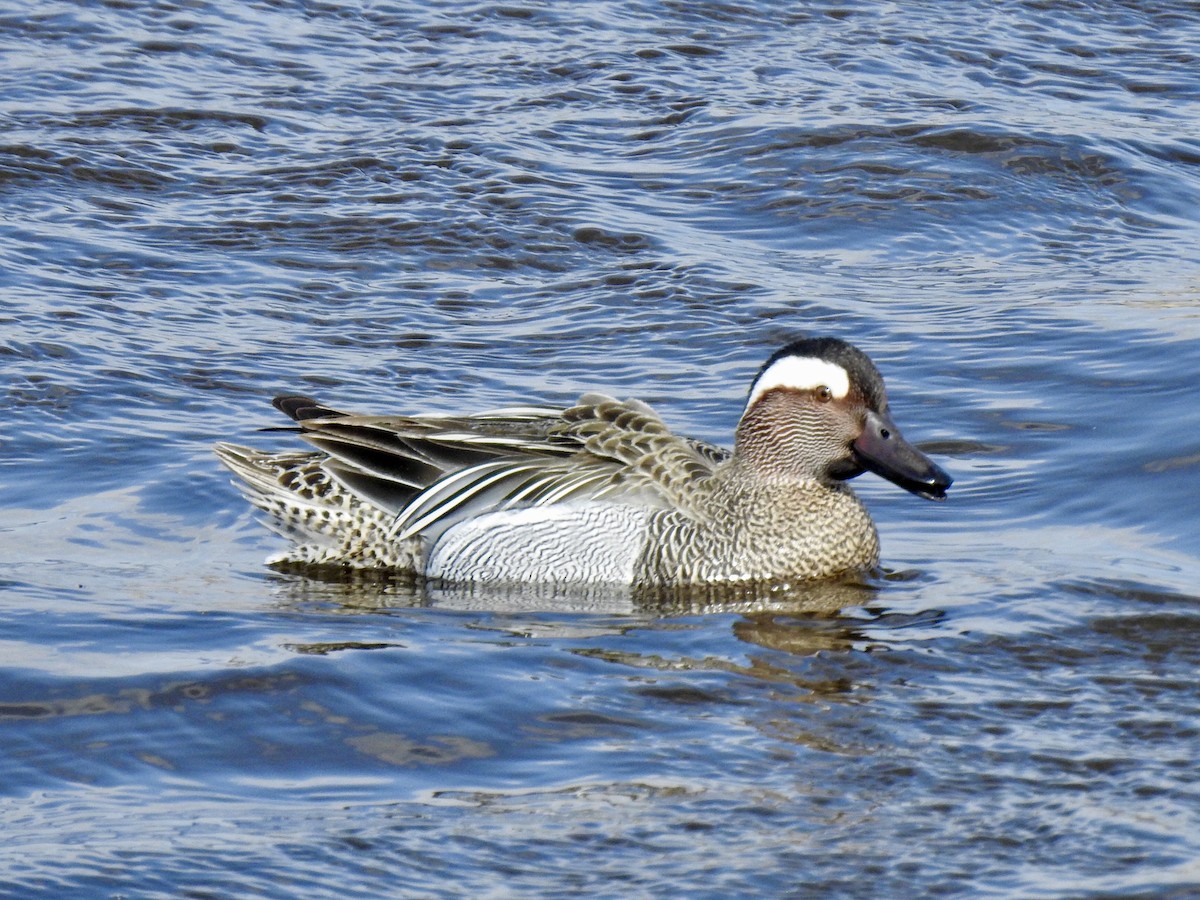 Garganey - ML150021051