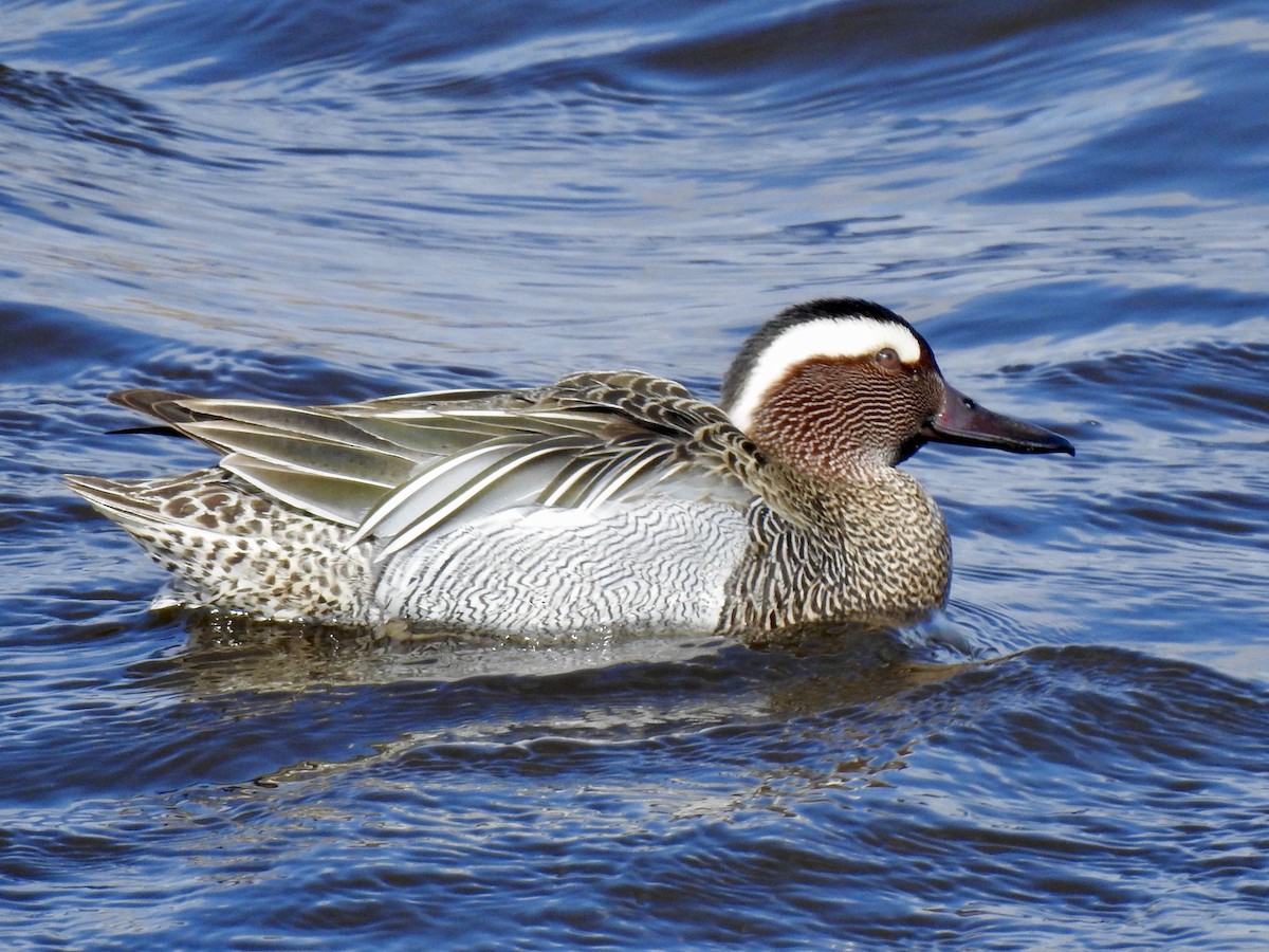 Garganey - ML150021061