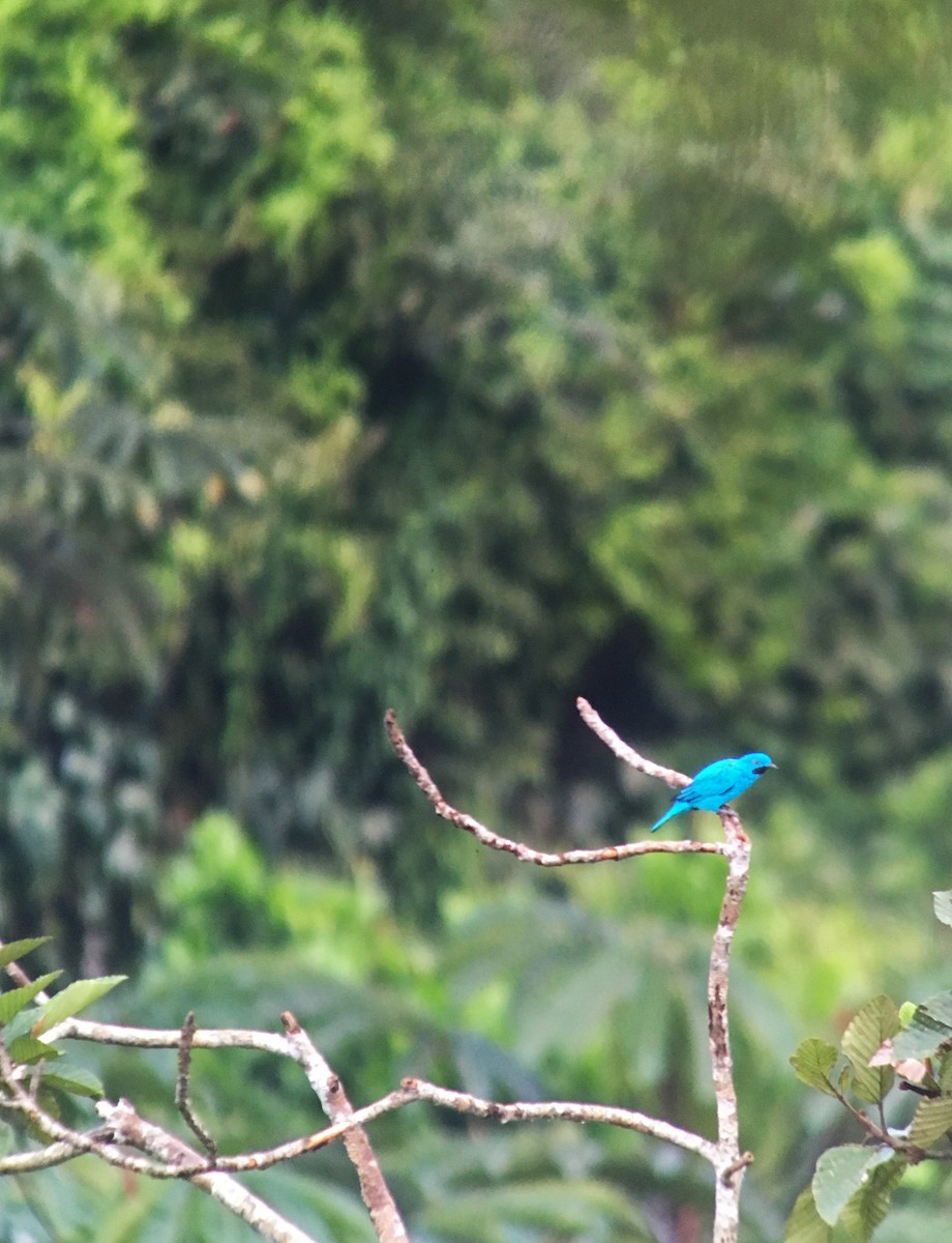 Plum-throated Cotinga - ML150021371