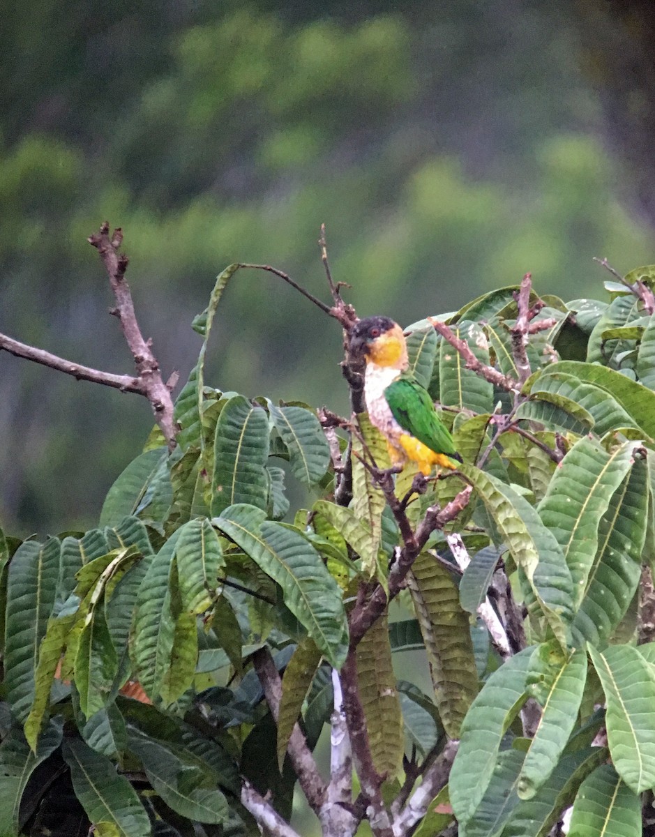 Black-headed Parrot - Joshua Vandermeulen