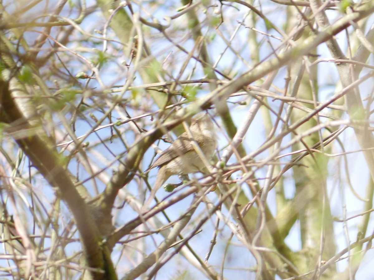 Mosquitero Común - ML150021601