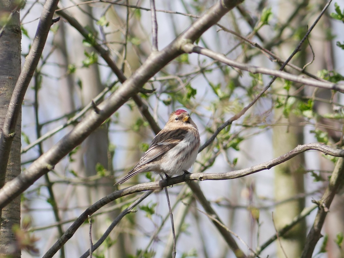 Lesser Redpoll - ML150021691