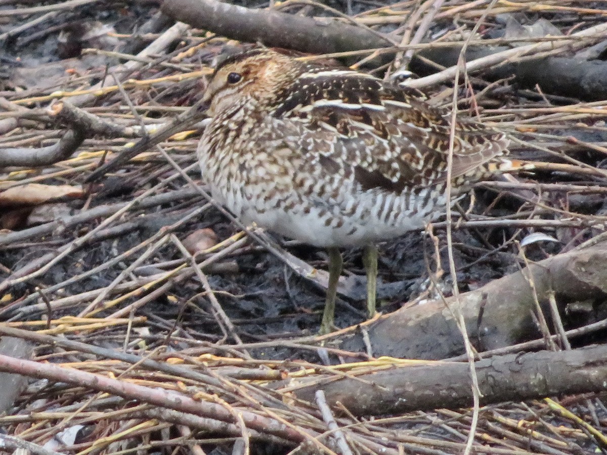 Wilson's Snipe - ML150022811