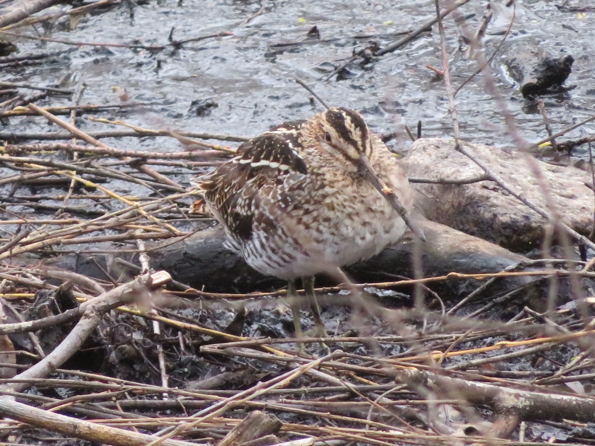 Wilson's Snipe - ML150022841