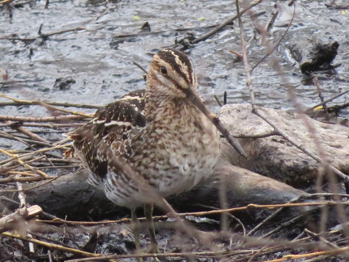 Wilson's Snipe - ML150022851