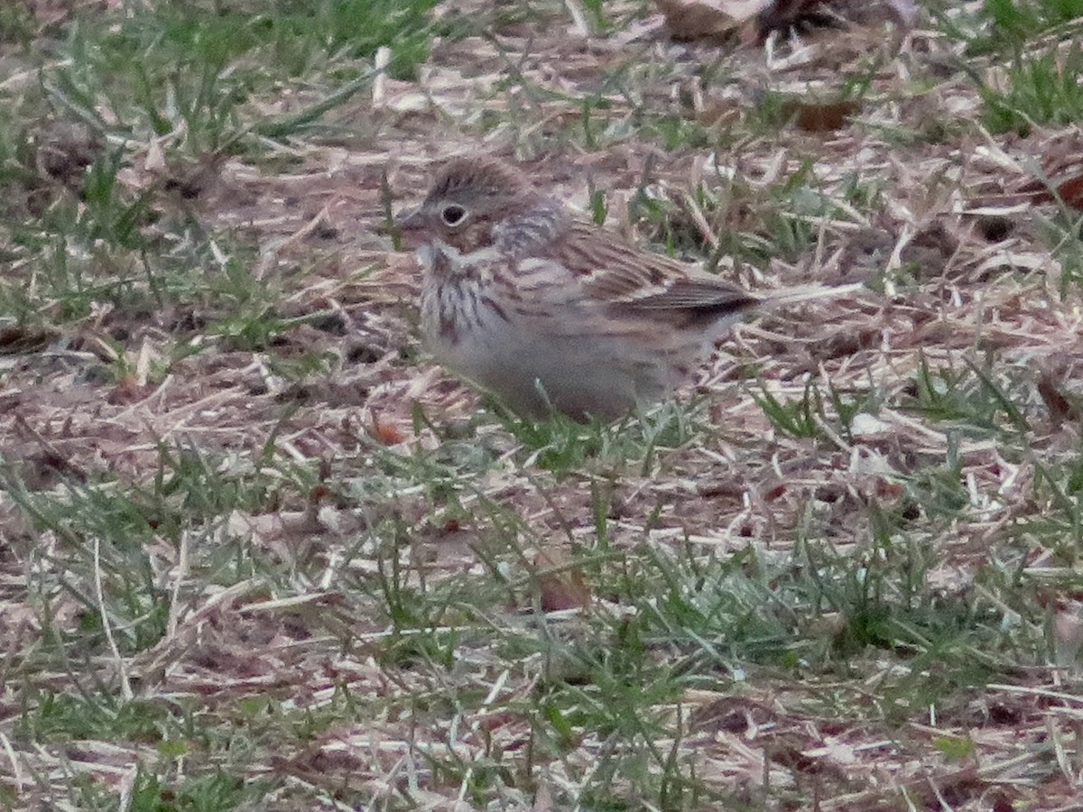 Vesper Sparrow - ML150023051