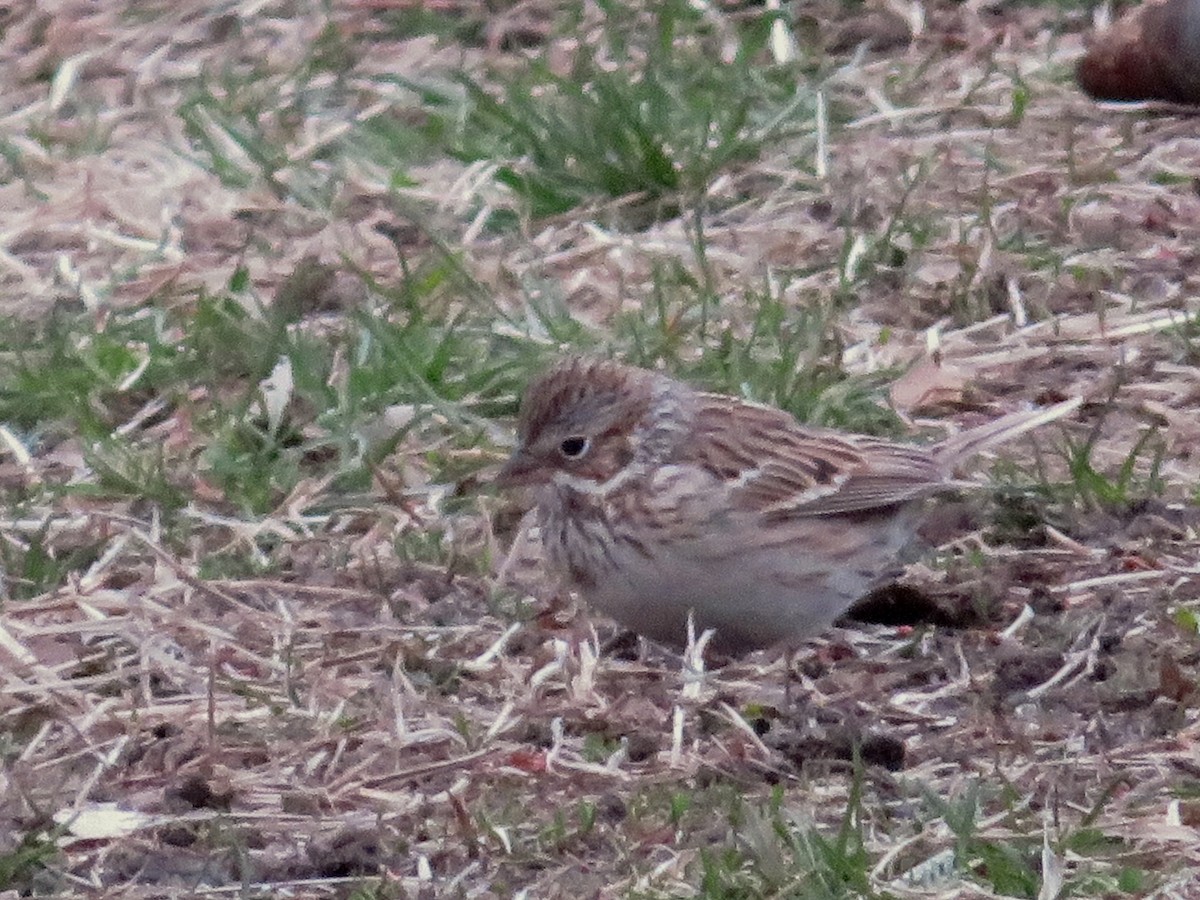 Vesper Sparrow - ML150023061