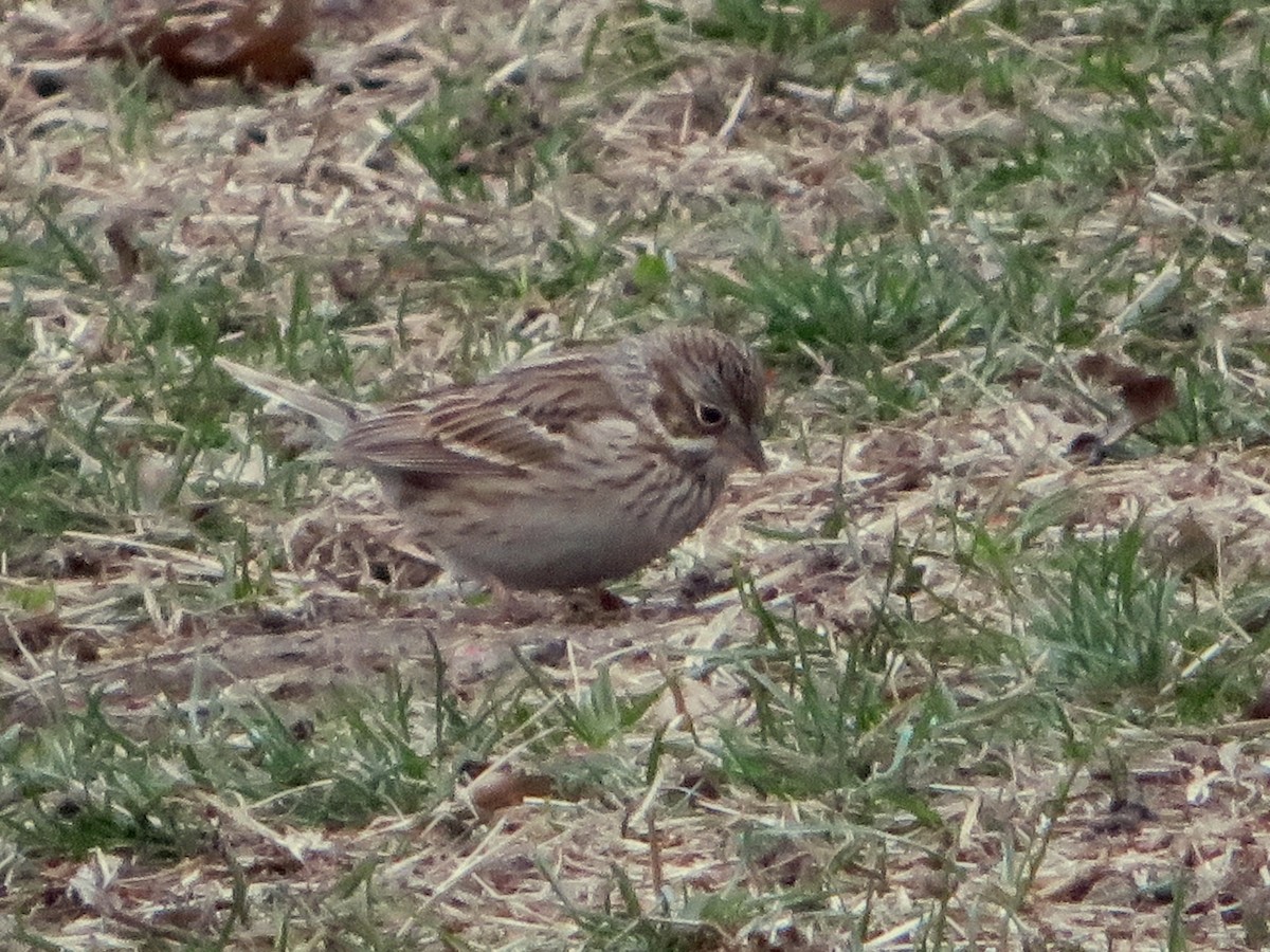 Vesper Sparrow - ML150023071