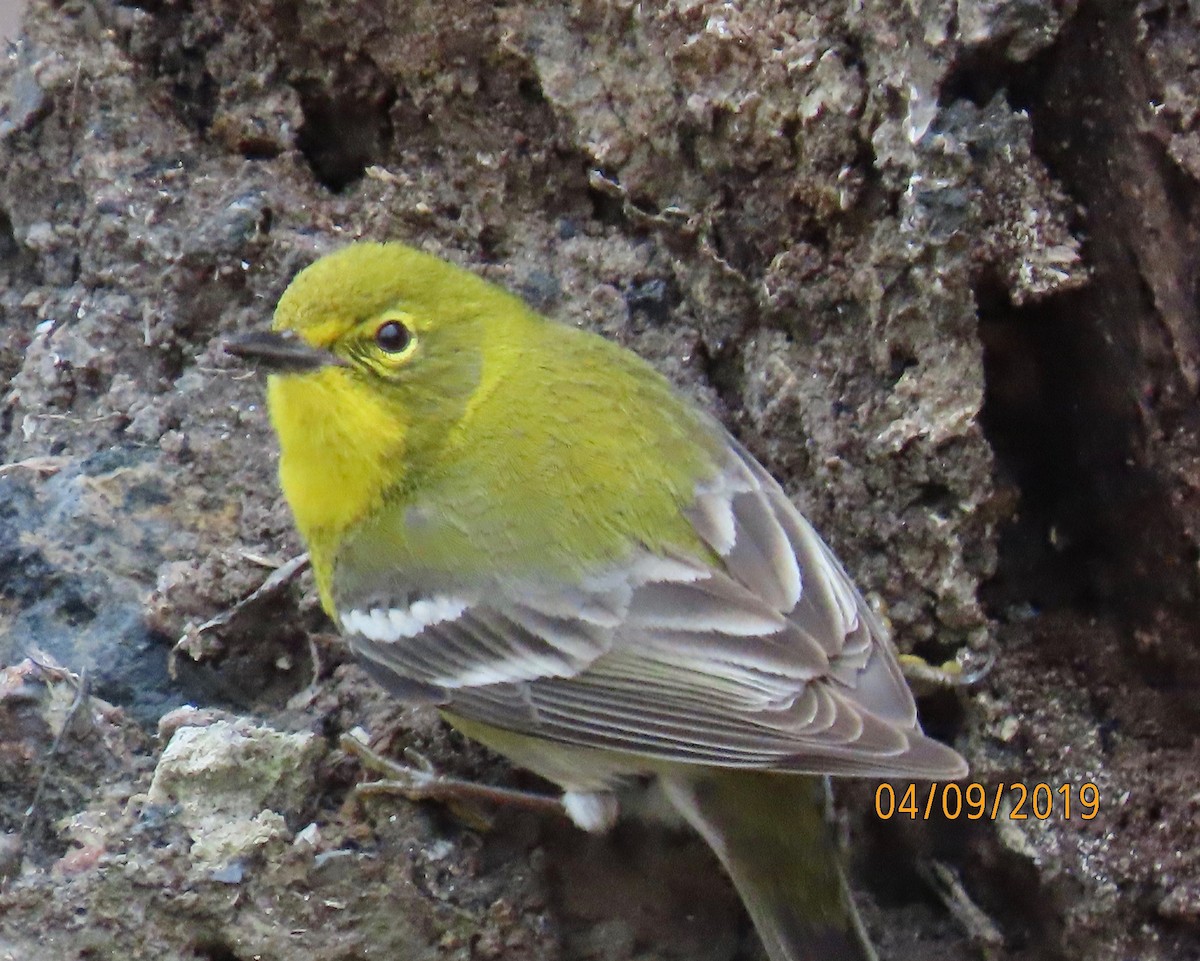 Pine Warbler - Rod MacKenzie