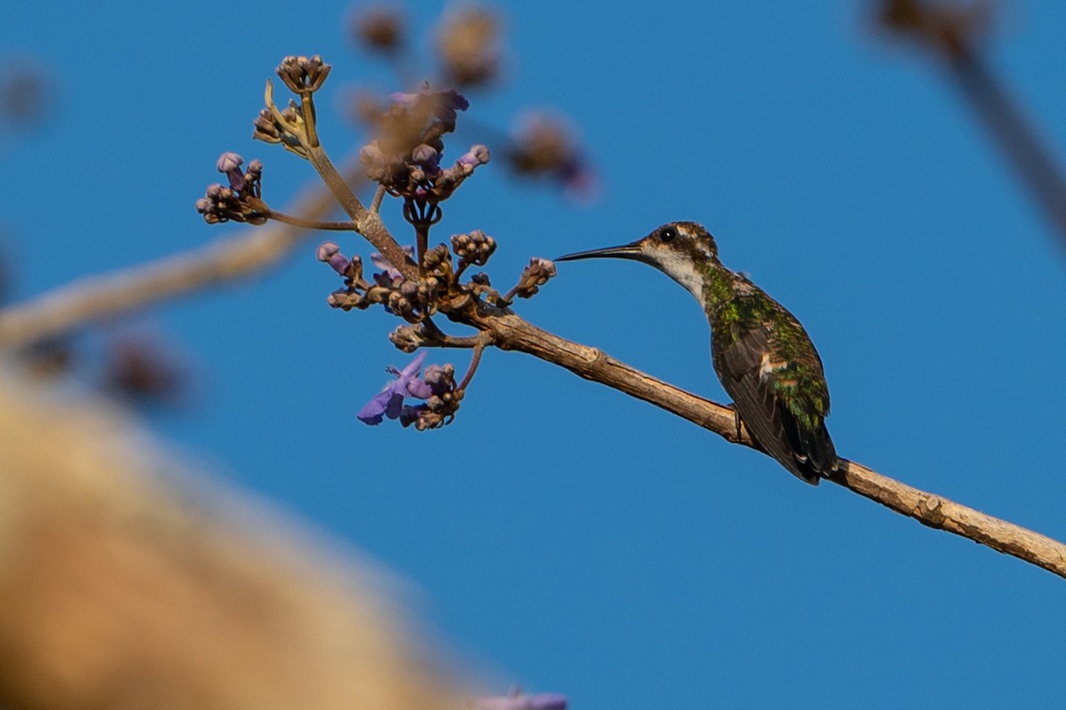 Long-billed Starthroat - ML150025451