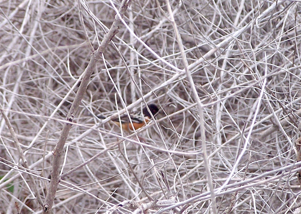 Spotted Towhee - ML150026131