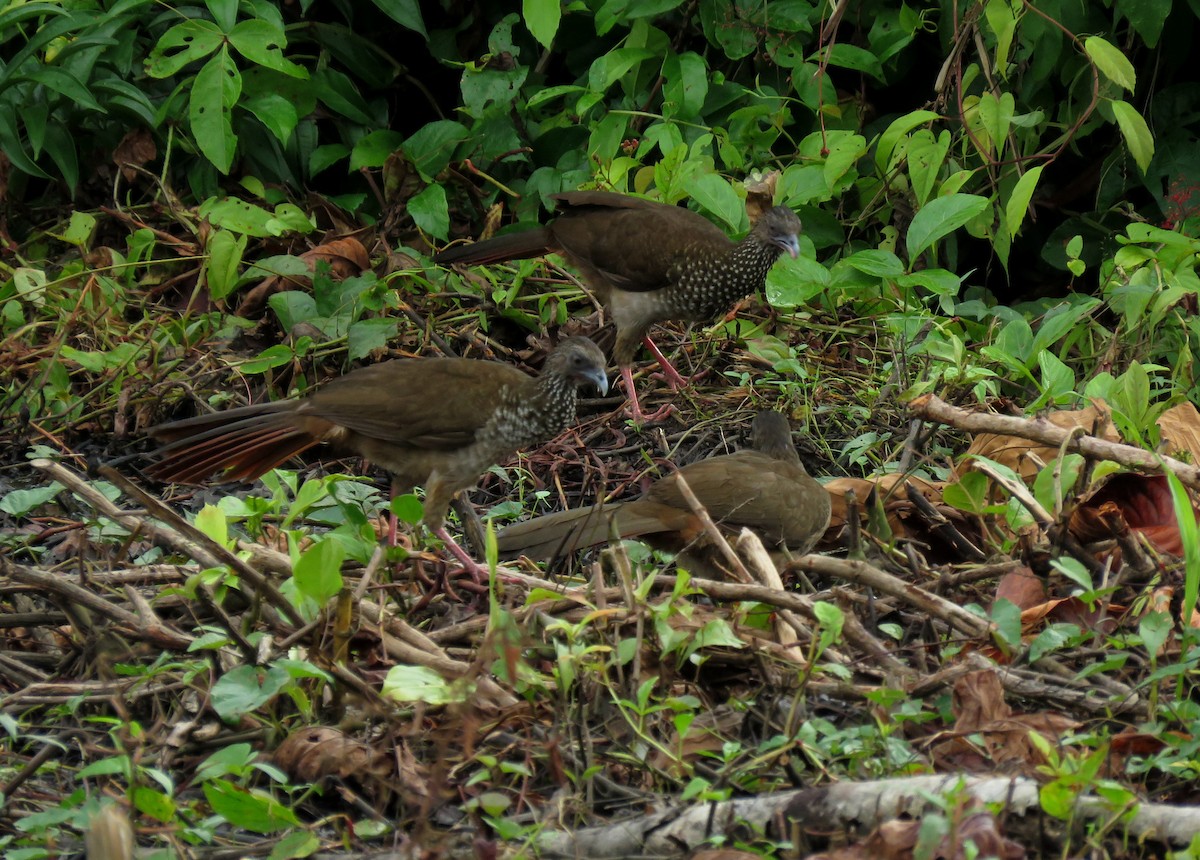 Speckled Chachalaca - Iván Lau