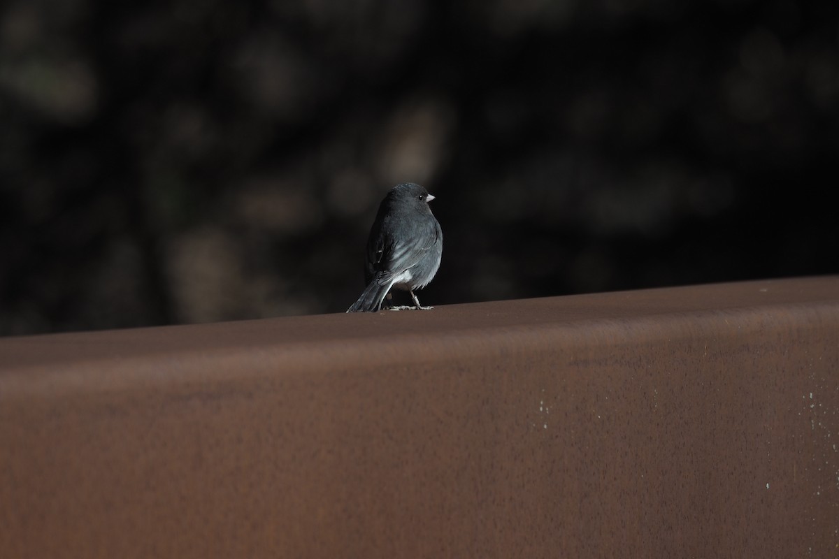 Dark-eyed Junco - ML150030511