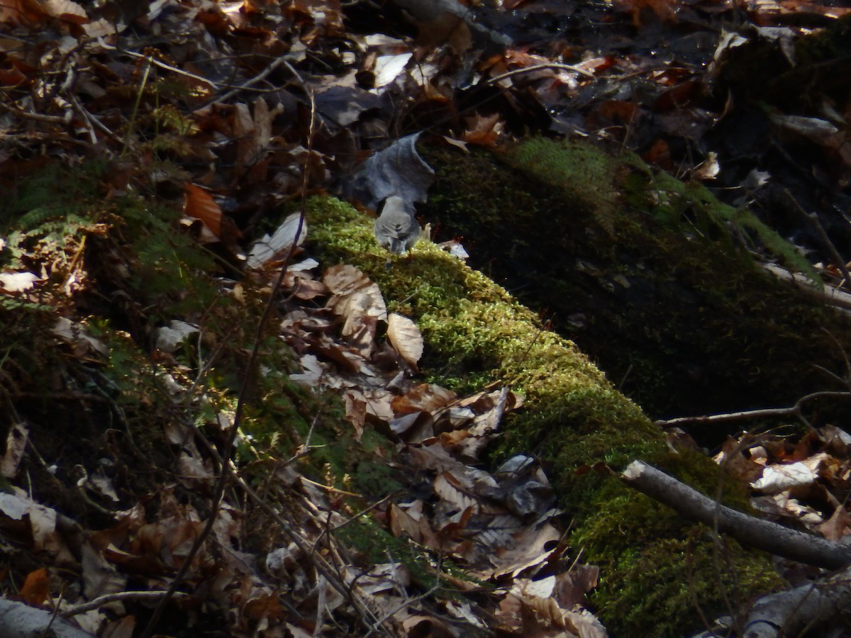 Dark-eyed Junco - ML150030591