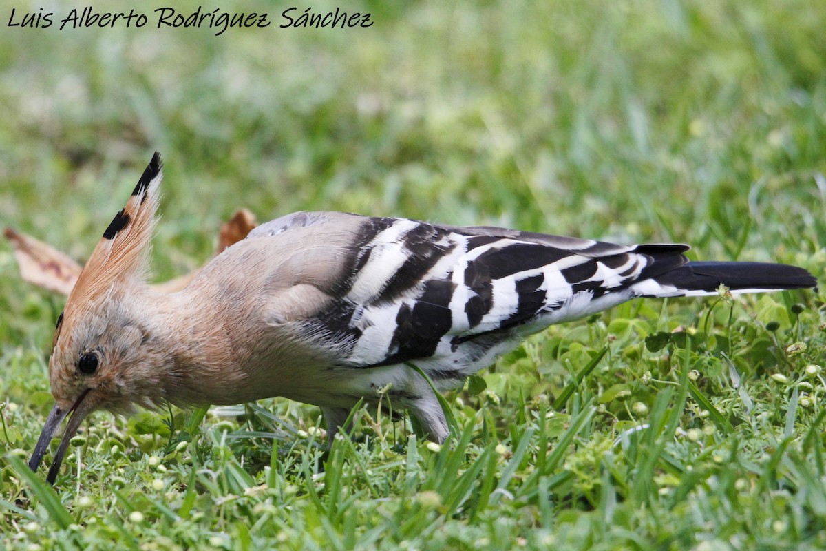 Eurasian Hoopoe - Luis Alberto rodriguez sanchez