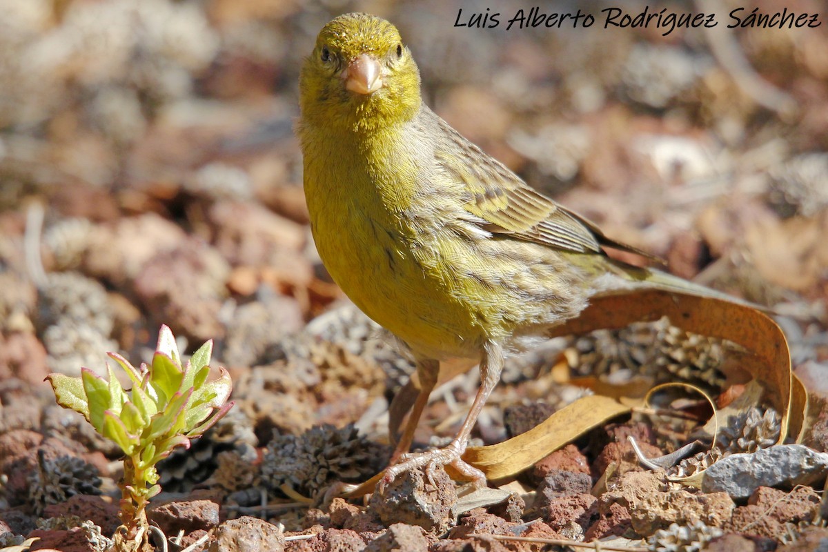 Island Canary - ML150031851