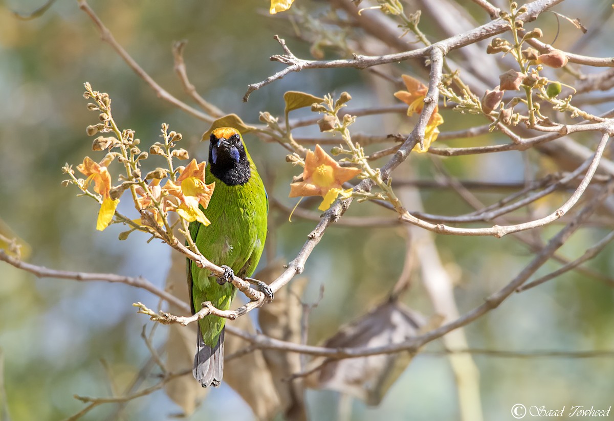 Golden-fronted Leafbird - ML150032611