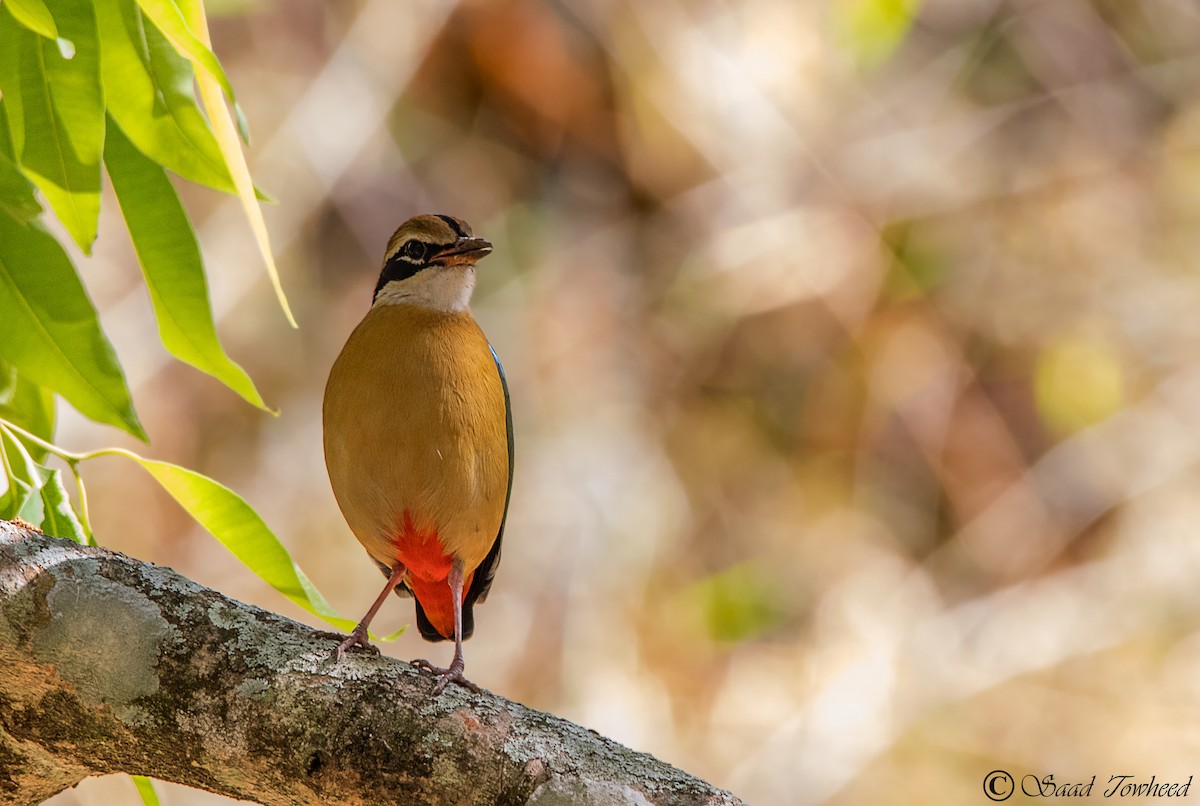 Indian Pitta - ML150032641