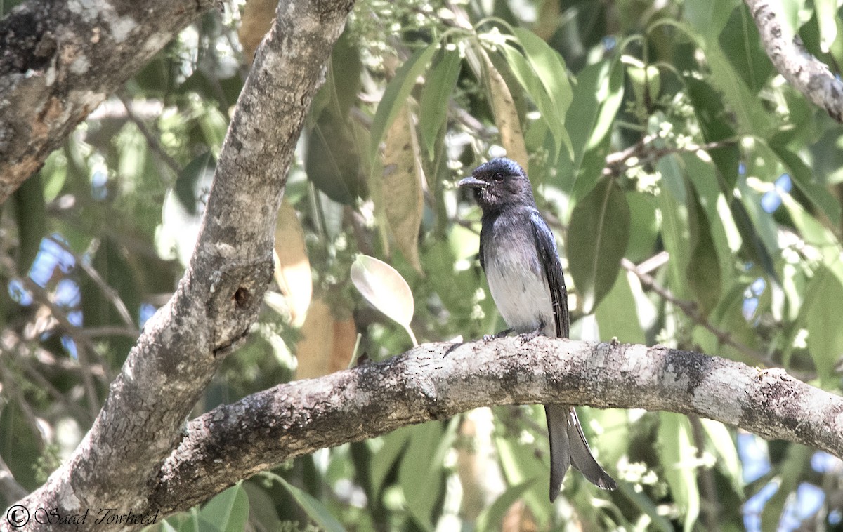 White-bellied Drongo - ML150032671