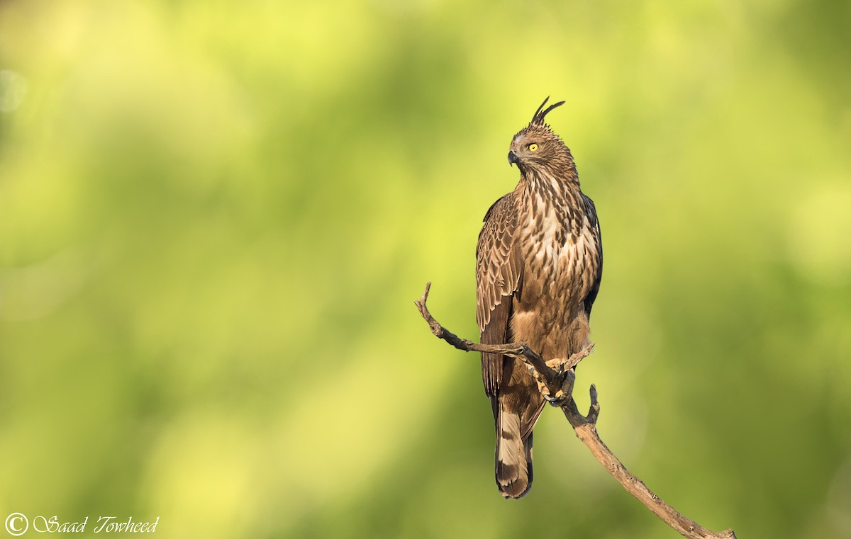 Aigle huppé (cirrhatus/ceylanensis) - ML150032721