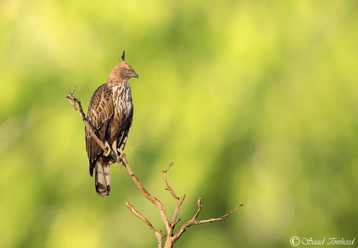 Changeable Hawk-Eagle (Crested) - Saad Towheed