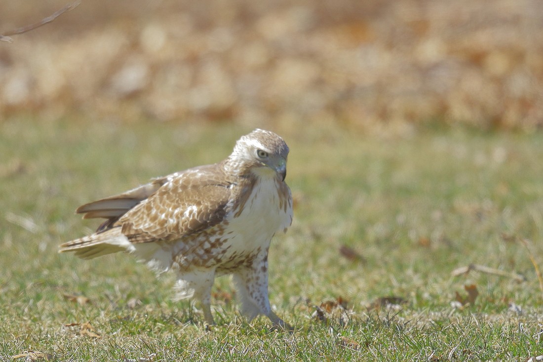 Red-tailed Hawk - ML150033831