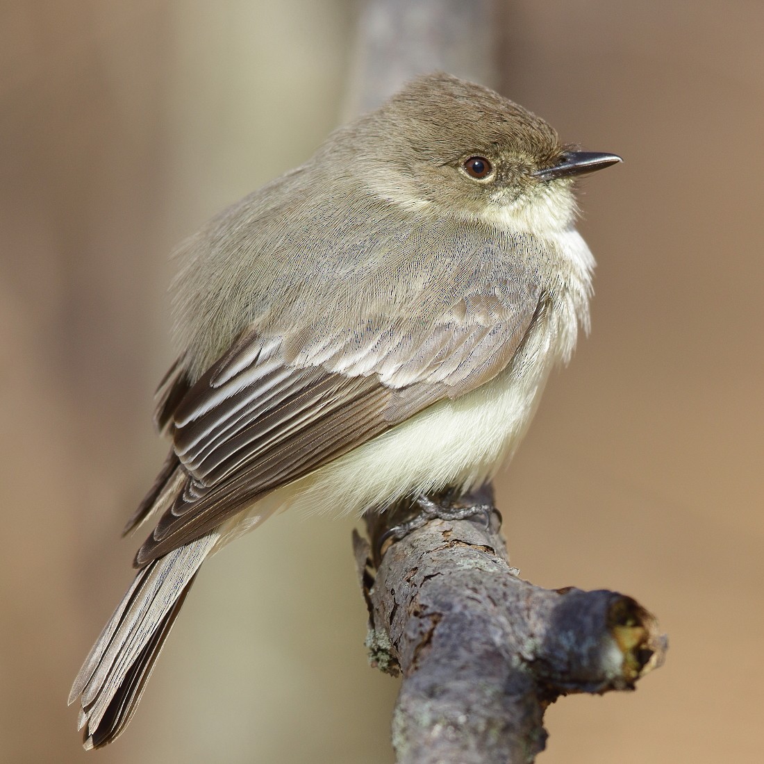 Eastern Phoebe - ML150033931