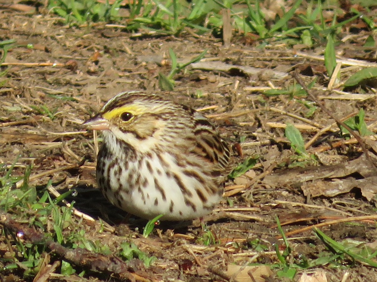 Savannah Sparrow - ML150034031