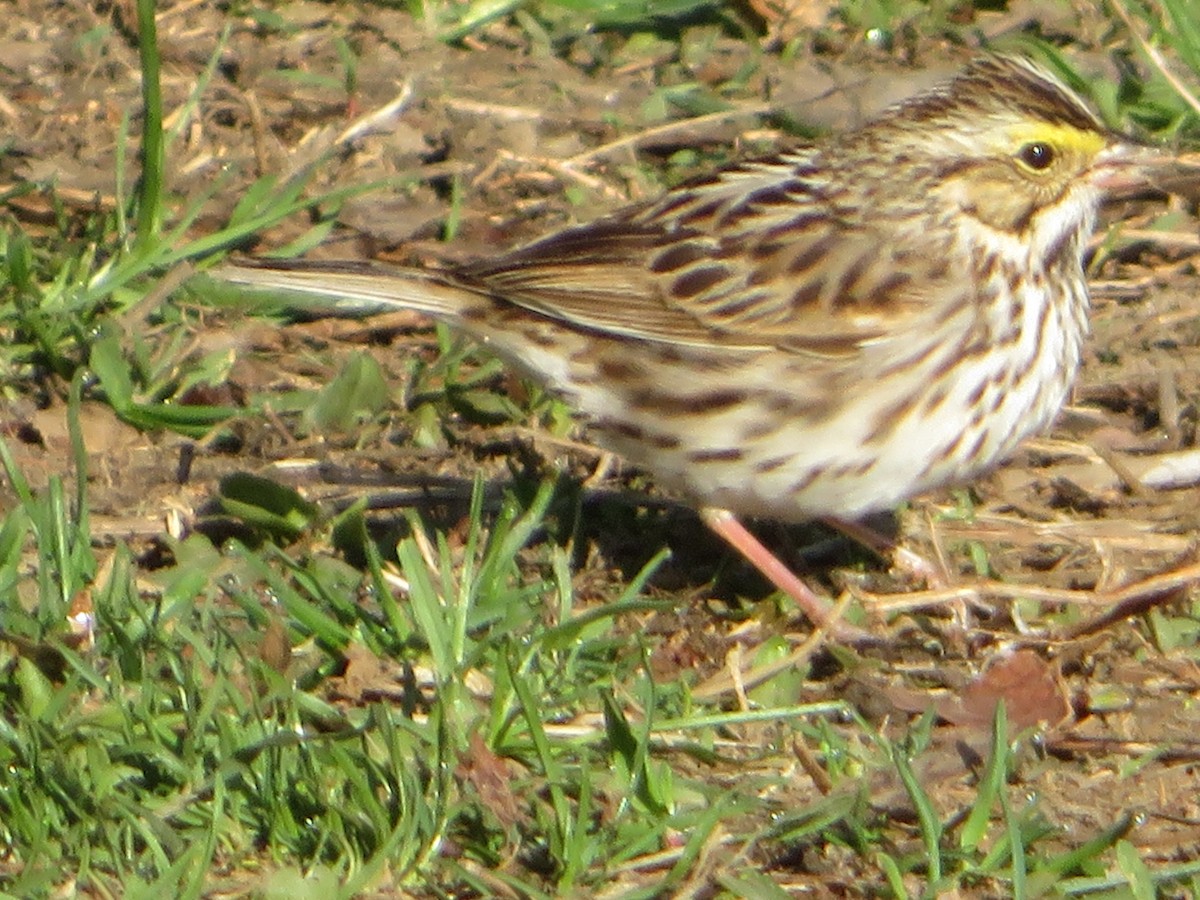 Savannah Sparrow - ML150034041