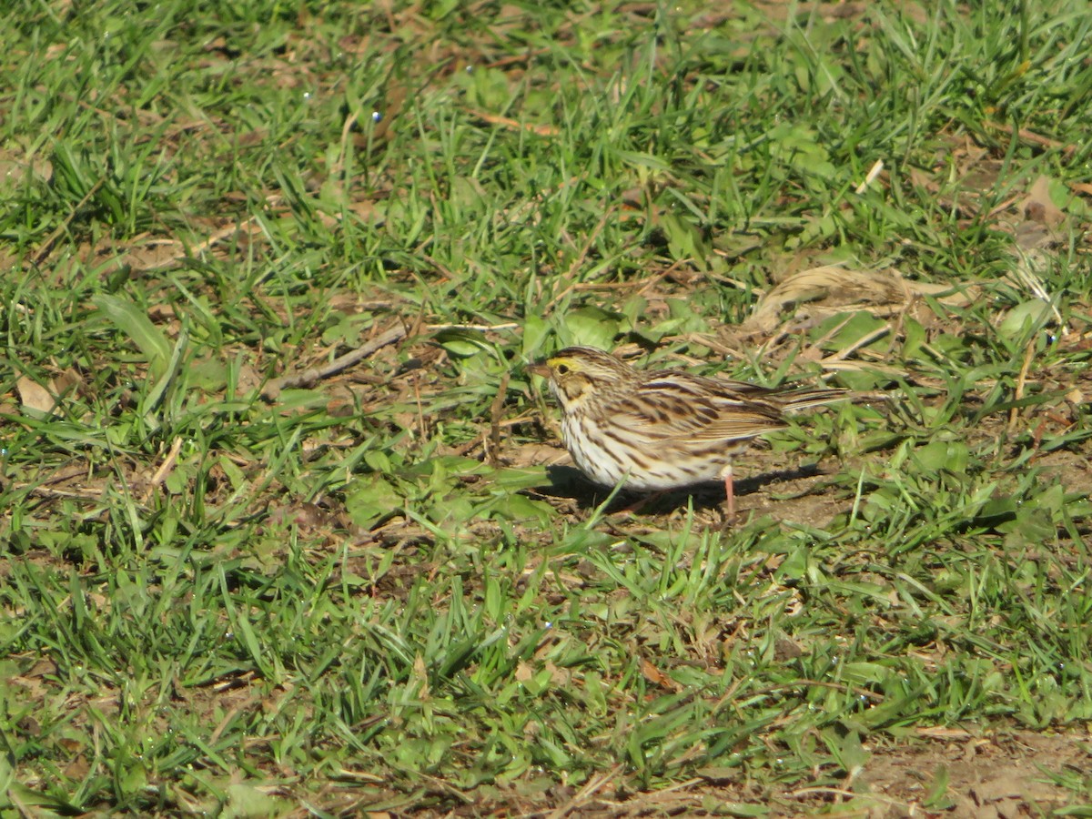 Savannah Sparrow - ML150034051