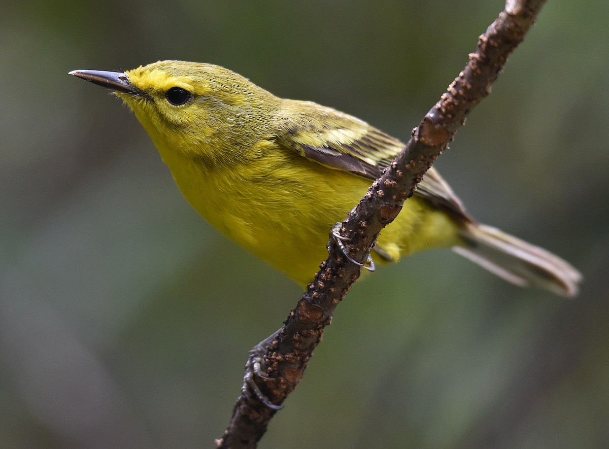 Vitelline Warbler - ML150034881