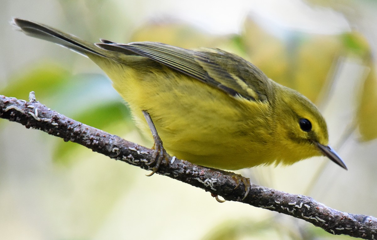 Vitelline Warbler - ML150034891