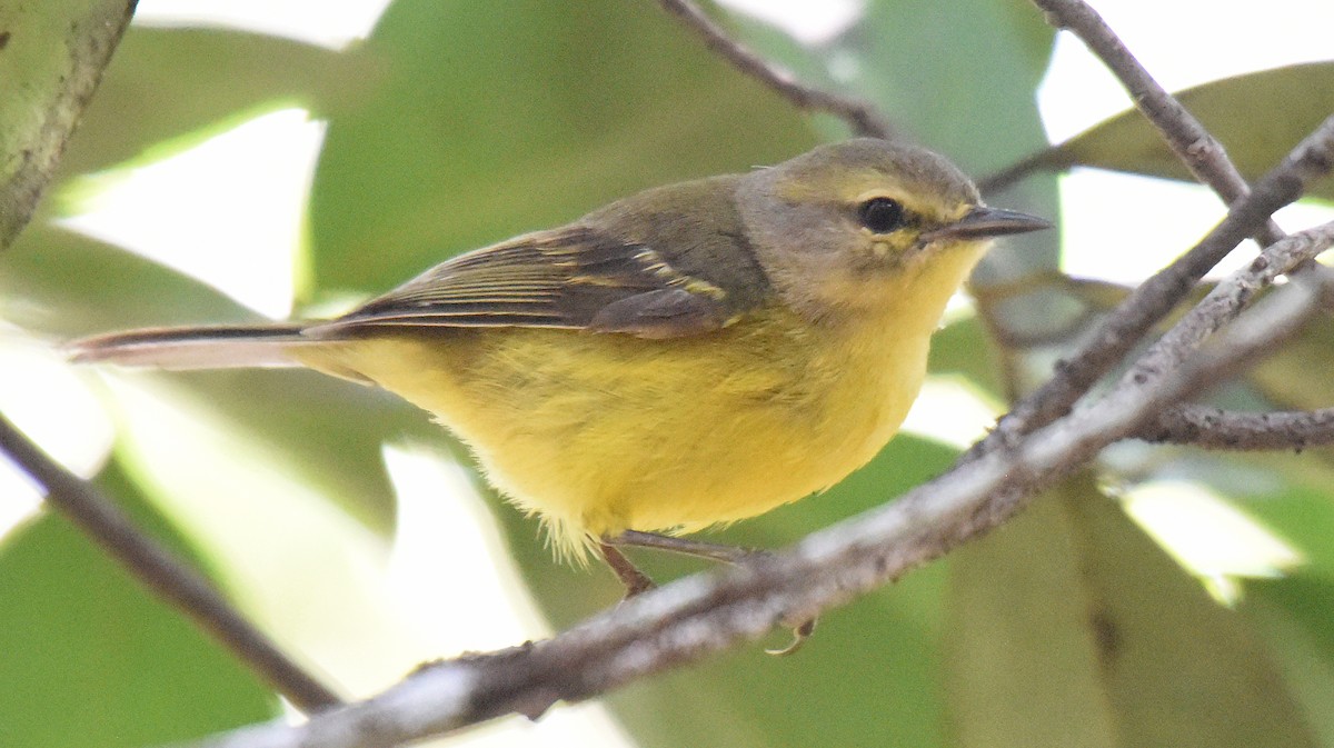 Vitelline Warbler - ML150034911