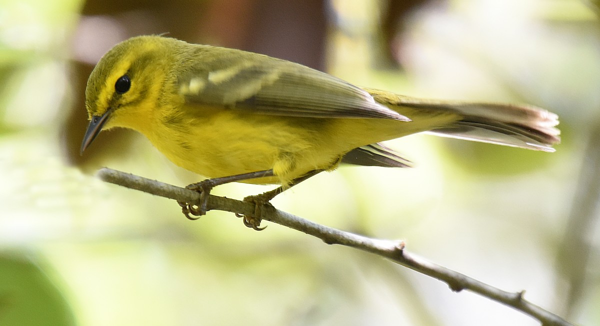 Vitelline Warbler - ML150034921