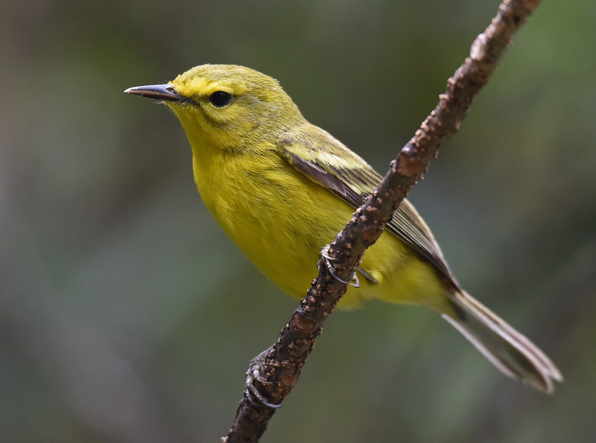 Vitelline Warbler - ML150034931