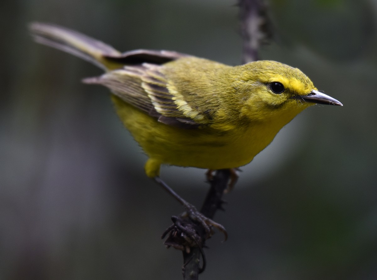 Vitelline Warbler - ML150034951