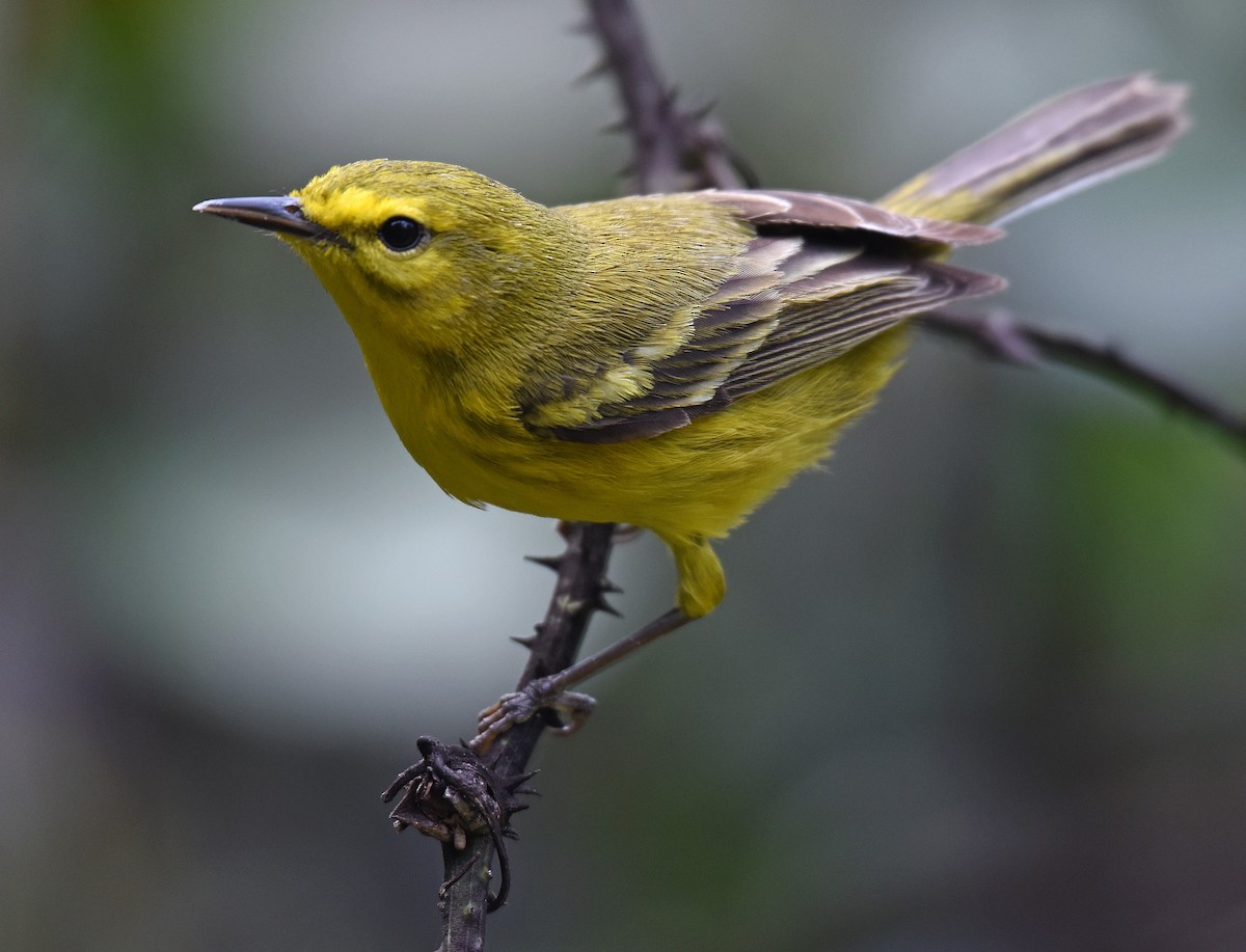 Vitelline Warbler - ML150035011