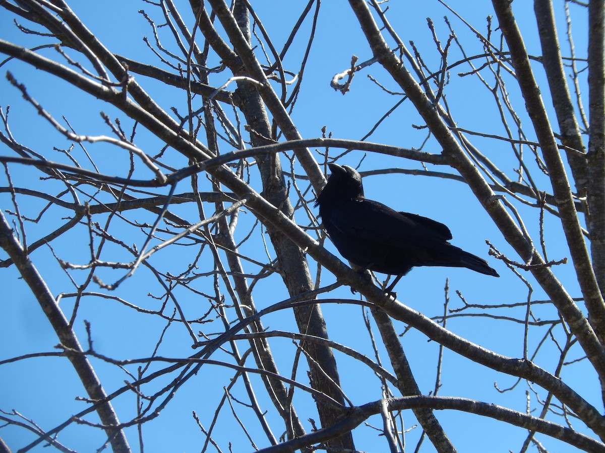 Fish Crow - ML150035531